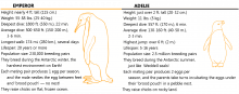 Emperor and Adelie chart