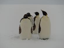 Penguins