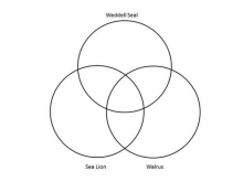 Pinniped family Venn diagram