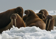 Pinnipeds - Walrus