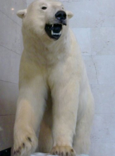 Photo contest #2 - Answer - Polar Bear Fur