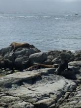 Sea Lions at Kaikoura 