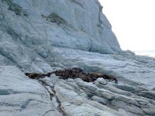 Sea lion and sea weed 