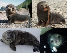 Sea lion and Weddell seal pups 