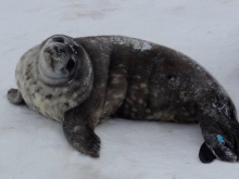 Weddell seal pup