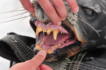 Seal teeth