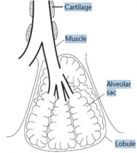 Seal lung