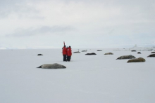 Seals hauled out