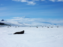 Seals on ice