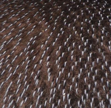 Close-up of Adelie penguin feathers