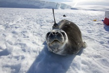 Look at this seal’s nose