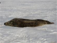 Unmolted seal