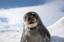 Smiling Weddell seal