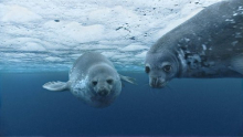 Weddell seals underwater