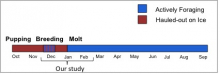 Weddell seal activities by month