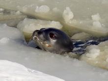 Seal with surfactant