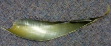 Baleen 