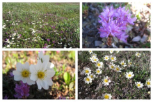 Flowers near Atigun RIver