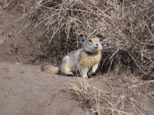 Arctic Ground squirrel by burrow