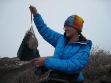 Arcric ground squirrel in handling bag