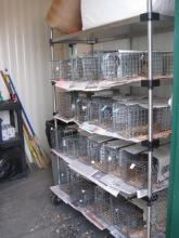 Arctic Ground Squirrel Cages