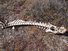 caribou bones