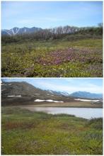 spring on tundra