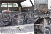 Squirrels in truck