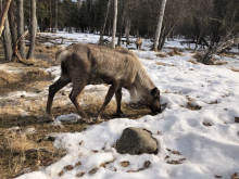 Chena Hot Springs Reindeer