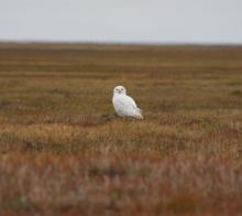 Snowy Owl