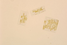 Diatoms