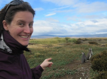 Finding some Magellan penguins