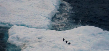 Adelie penguins on an iceberg