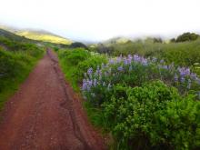 Lupine in the Marin Headlands