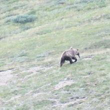 bear with squirrel