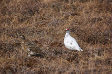 rock ptarmigan