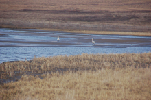 tundra swans