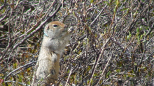 Ground squirrel eating buds