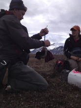 weighing a ground squirrel