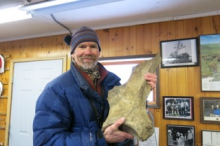 A mammoth scapula