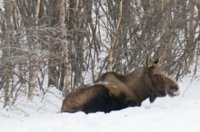 this moose cow was just chillin' near the road.