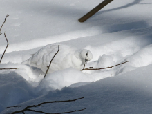 White-tailed ptarmigan 