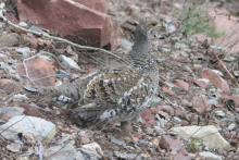 Female dusky grouse