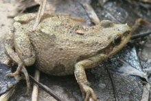 The Chorus frogs are busy...