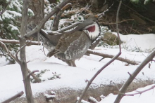 A male dusky grouse drumming for females with inflated airsacs on the neck