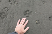 wolf tracks