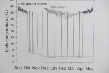 body temp graph