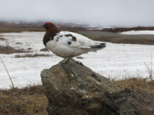 male willow ptarmigan