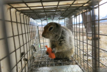 squirrel in trap