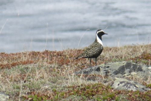 Golden Plover